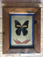 Load image into Gallery viewer, Butterfly in a frame
