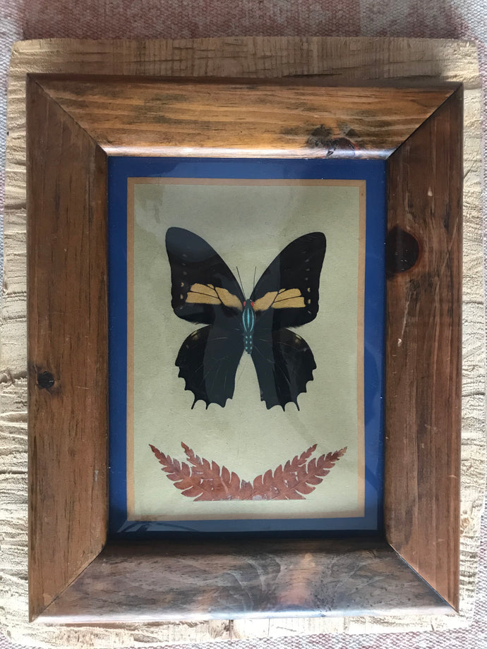 Butterfly in a frame